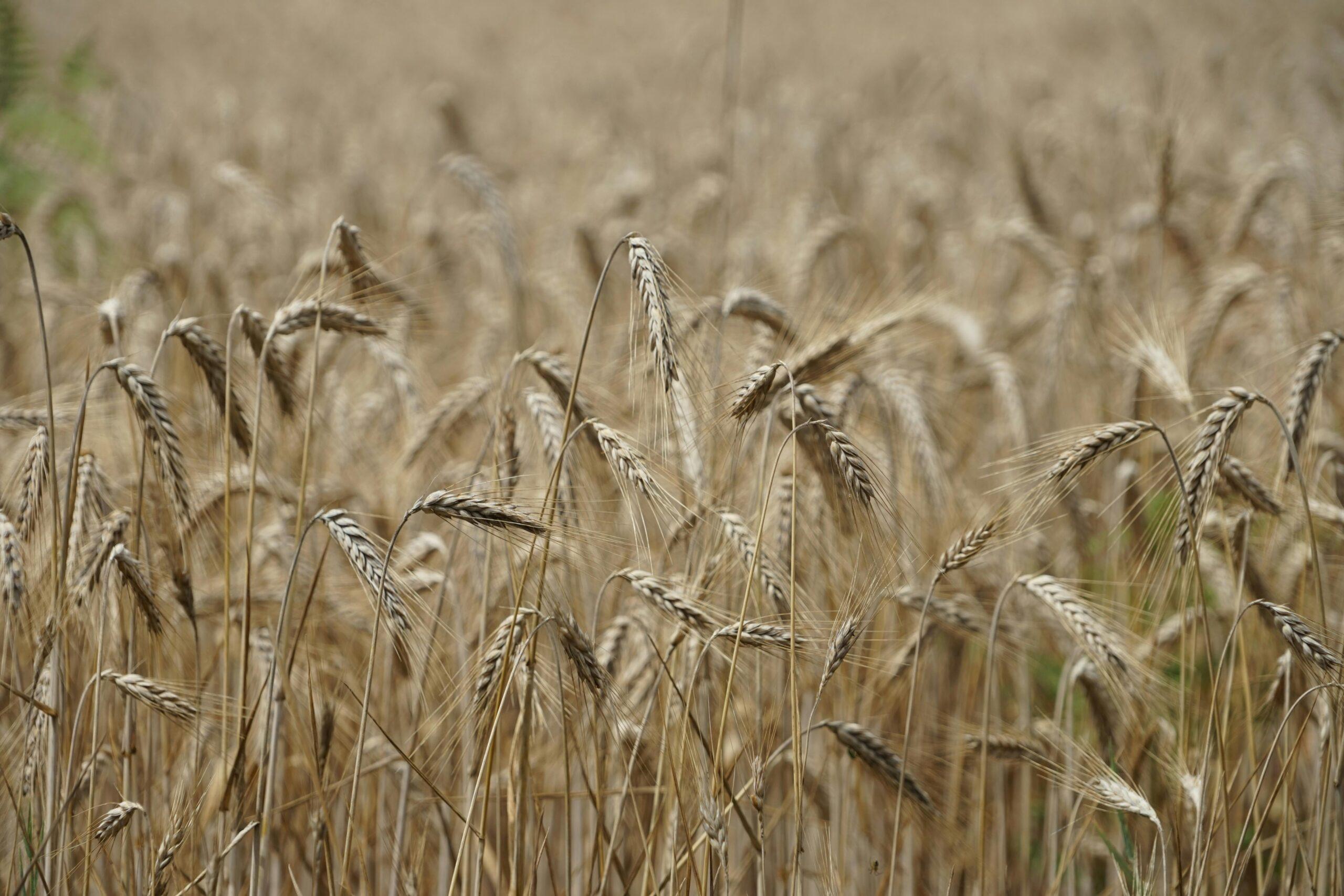 “OTTIMIZZAZIONE OPERATIVA E CRESCITA  STRATEGICA PER L’INDUSTRIA ALIMENTARE”